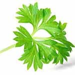 Parsley