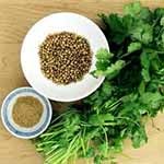 coriander